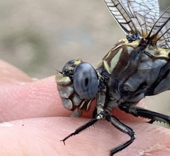 Progomphus borealis