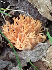Ramaria formosa