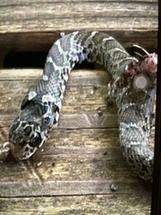 Coluber constrictor