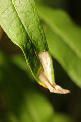 Mompha raschkiella
