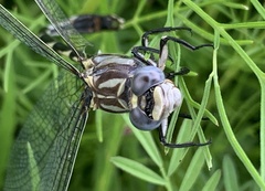 Progomphus borealis