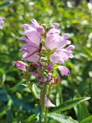 Pisaurina mira