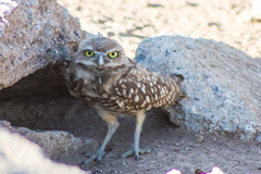 Athene cunicularia hypugaea