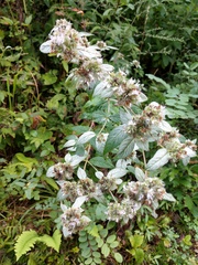 Pycnanthemum