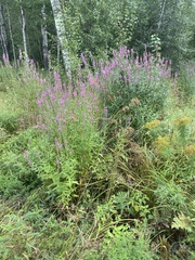Lythrum salicaria