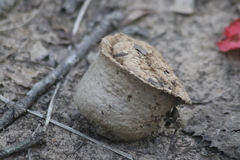 Lycoperdon excipuliforme