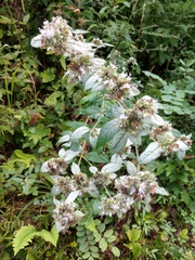 Pycnanthemum