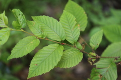 Betula alleghaniensis