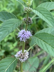 Mentha arvensis