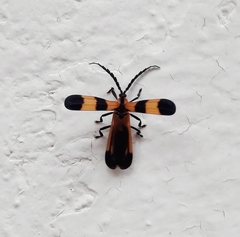 Calopteron