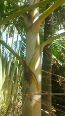 Dypsis lutescens