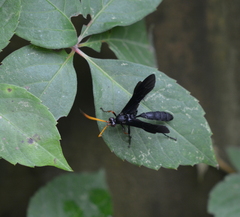 Gnamptopelta obsidianator