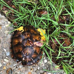Terrapene carolina