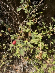 Rosa acicularis