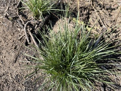 Poa secunda