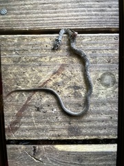 Coluber constrictor