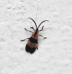 Calopteron