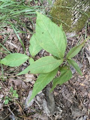 Persicaria virginiana