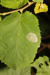Phyllonorycter coryli