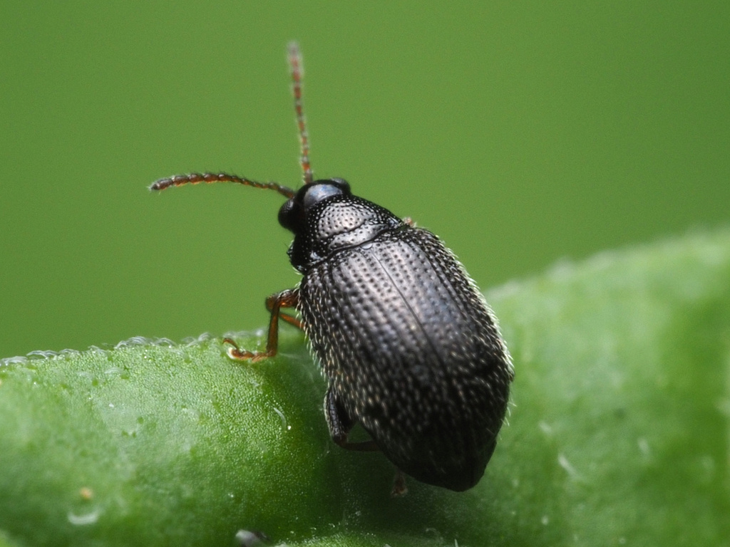 Potato Flea Beetle