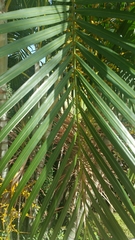 Dypsis lutescens