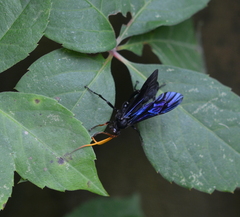Gnamptopelta obsidianator