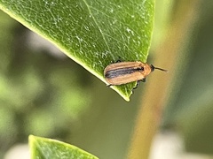 Odontota dorsalis