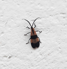 Calopteron