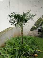 Arecoideae