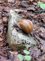 Helix lucorum