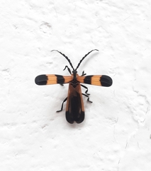 Calopteron