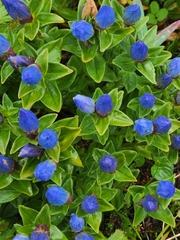 Gentiana platypetala