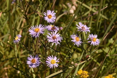 Symphyotrichum