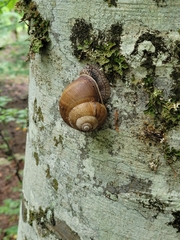 Helix lucorum