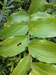 Polygonatum biflorum