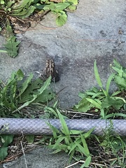 Anaxyrus americanus