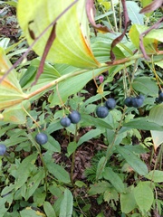 Polygonatum biflorum