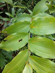 Polygonatum biflorum