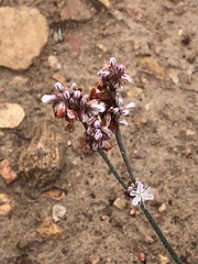 Eriogonum kennedyi