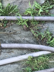 Anaxyrus americanus