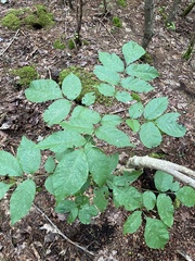 Fraxinus americana