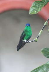 Saucerottia cyanifrons