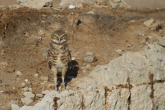 Athene cunicularia hypugaea