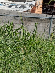 Sorghum halepense