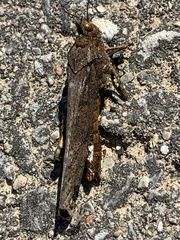 Dissosteira carolina