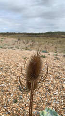 Dipsacus fullonum