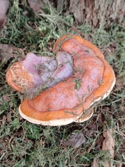 Ganoderma resinaceum