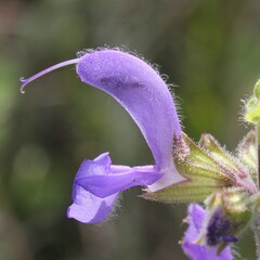 Salvia pratensis haematodes
