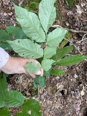Fraxinus americana