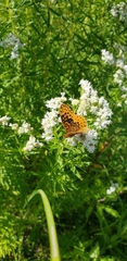 Boloria bellona